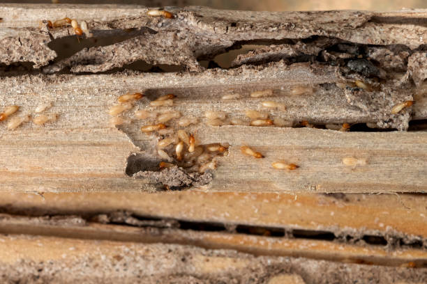 Best Emergency Pest Control  in Milton, WV